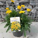 Afbeelding van VP Coreopsis P19 Double the Sun